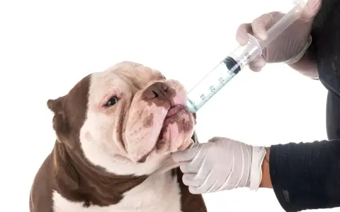 Un perro recibe medicina de una jeringa. La frecuencia con la que se desparasita a un perro depende de su estilo de vida y la recomendación veterinaria.
