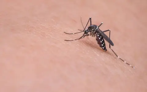 Un mosquito, vector de la leishmaniasis, se posa sobre la piel.