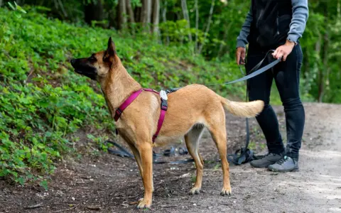 Perro de **mantrailing perros** con arnés rosa, atento en un sendero boscoso, guiado por su dueño.