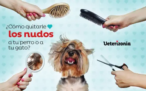 ¿Cómo quitarle los nudos a tu perro o gato? Cepillos, tijeras y un espejo para ayudarte a desenredar el pelo.