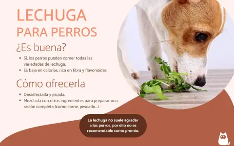 Un perro come lechuga fresca. Sí, los perros pueden comer lechuga, es baja en calorías y rica en fibra.