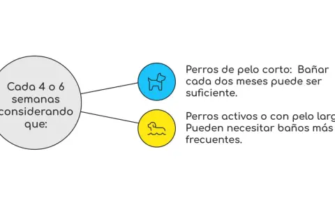 Guía sobre cada cuanto se lava un perro: pelo corto cada dos meses, pelo largo o activos, más seguido.