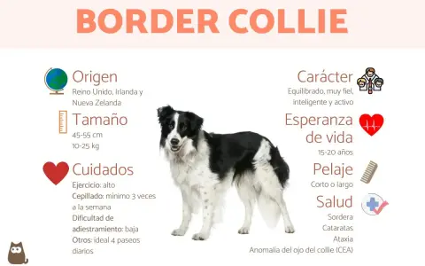 Un Border Collie, uno de los tipos de collie, con información sobre su origen, tamaño, cuidados, carácter y salud.