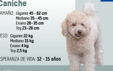 Un caniche de pelaje rizado y color crema, con información sobre su tamaño, peso y esperanza de vida.