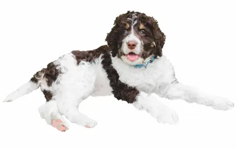 Un juguetón bernedoodle mini, con pelaje rizado blanco y marrón, mira con ojos curiosos y la boca abierta, listo para jugar.