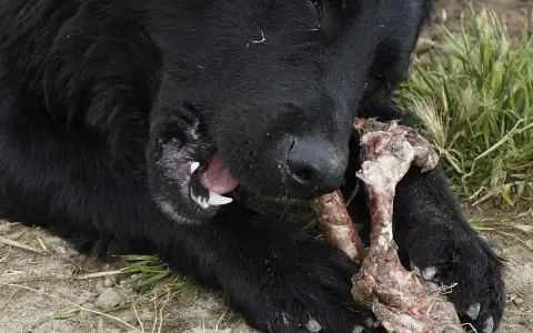 Perro negro masticando un hueso con carne. Los huesos se deshacen en el estómago de los perros, un festín natural.
