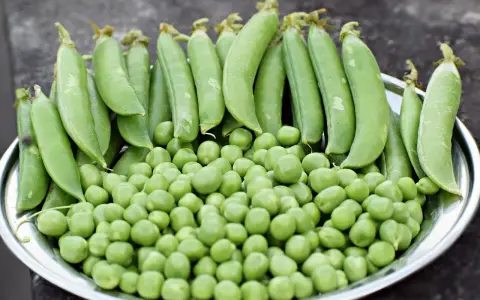 Un plato lleno de guisantes frescos, tanto en vaina como sueltos. ¡Una delicia que hasta los perros pueden comer guisantes!