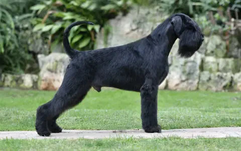 Un imponente schnauzer gigante negro, con su característico bigote, posa orgulloso en un jardín.