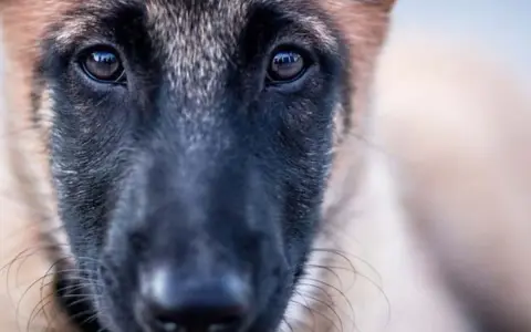 Ojos tristes de un perro maltratado, reflejando la esperanza de cómo quitar el miedo a un perro maltratado con paciencia y amor.