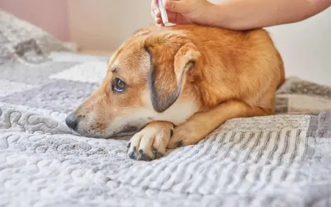 Un perro triste recibe tratamiento antiparasitario. Es vital recordar que puede morir un perro por lombrices si no se trata.
