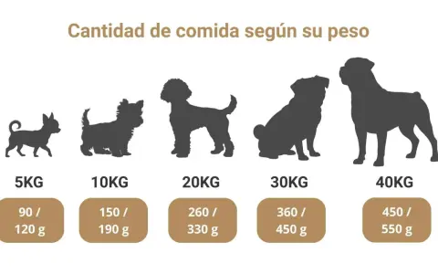 Siluetas de perros de distintos tamaños, de 5 a 40 kg, con la cantidad de alimento recomendada para la dieta ideal de los cachorros.