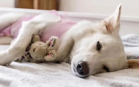 Perra blanca con un osito de peluche, recuperándose tras esterilizar perra.