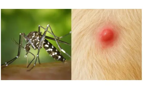 Mosquito listo para picar a un perro. La imagen muestra un mosquito y una picadura roja e inflamada en la piel de un perro.