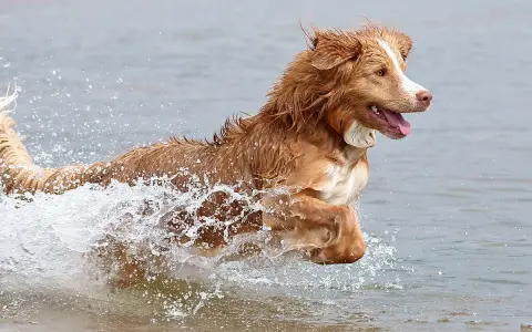 Un alegre retriever de nueva escocia salta a través del agua, creando una gran salpicadura.