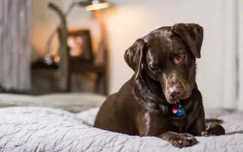 Un perro chocolate descansa en una cama, quizás pensando en los 50 gestos de los perros y su significado.