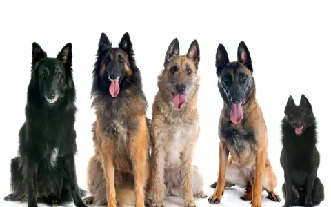 Cinco perros pastor belga, de diferentes colores y pelajes, sentados y mirando al frente con la lengua fuera.