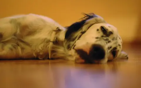 Un perro triste, con manchas negras y blancas, yace en el suelo.