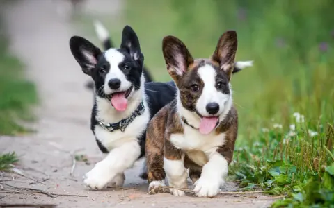 Dos cachorros corgi perro corren alegres por un camino de tierra, con sus lenguas afuera y orejas puntiagudas.