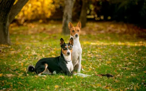 Dos basenjis, uno negro y tricolor, y otro blanco y rojizo, posan en un parque otoñal cubierto de hojas caídas.