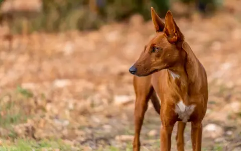 Un podenco maneto de pelaje rojizo, con orejas puntiagudas y atentas, mira hacia la derecha en un campo seco.