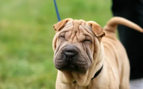 Un adorable shar pei americano con su cara arrugada y ojos cerrados, disfrutando del día al aire libre.