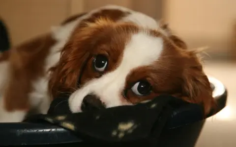 Un tierno cachorro llora por la noche, con sus grandes ojos tristes mirando desde su cama.