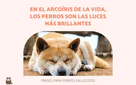 Un perro duerme plácidamente, evocando bonitas frases de adiós a mi mascota. El texto dice: "En el arcoíris de la vida, los perros son las luces más brillantes".