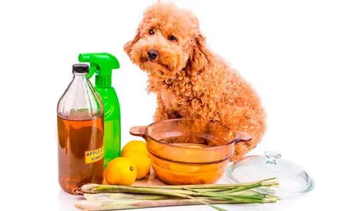 Un perro poodle mira mientras se preparan remedios caseros para pulgas en perros: vinagre de manzana, limones y hierbas.