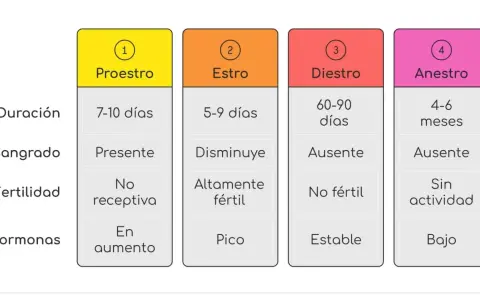 Tabla que detalla cuánto dura el celo de una perra: Proestro (7-10 días), Estro (5-9 días), Diestro (60-90 días) y Anestro (4-6 meses).