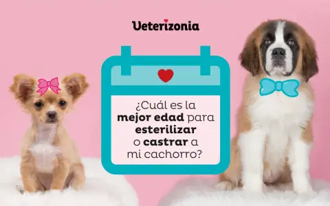 Un chihuahua con lazo rosa y un San Bernardo con pajarita azul preguntan: ¿cuál es la mejor edad para esterilizar o castrar a mi cachorro?