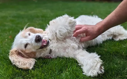 Un perro blanco y esponjoso se revuelca feliz en la hierba mientras una mano le hace cosquillas en la barriga. ¡Los perros tienen cosquillas y este lo demuestra!