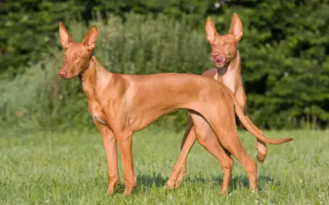 Dos perros de tipos de podenco, de pelaje rojizo y orejas grandes, posan en un prado verde.