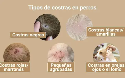 Ilustración muestra varios tipos de costras en perros, como negras, blancas/amarillas, rojas/marrones, pequeñas agrupadas y en orejas, ojos o lomo, indicando posibles síntomas de sarna.