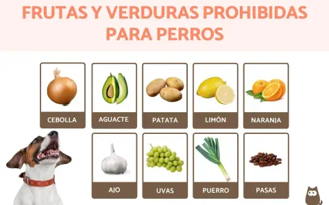Lista de que frutas no pueden comer los perros: cebolla, aguacate, patata, limón, naranja, ajo, uvas, puerro y pasas.