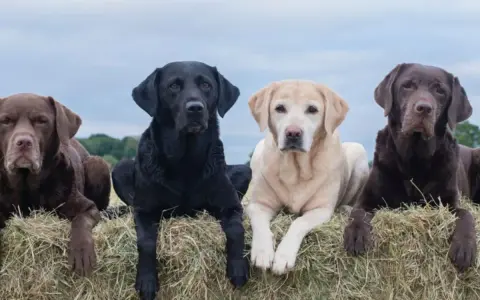 Cuatro labradores americanos, dos marrones, uno negro y uno rubio, descansan sobre fardos de heno bajo un cielo nublado.