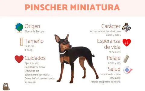 Un pinscher miniatura, activo y cariñoso, de origen alemán. Ideal para pisos, con pelaje corto y liso.