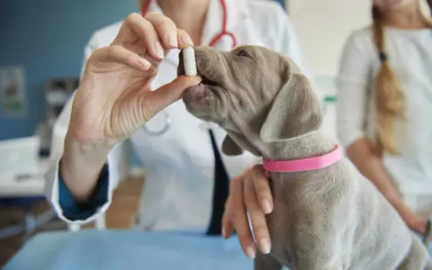 Veterinario administra pastilla a cachorro para desparasitar perro interno y externo.