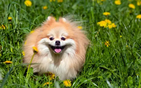Un adorable pomerania de 2 meses, con su pelaje esponjoso y una sonrisa radiante, juega feliz entre dientes de león y hierba verde.
