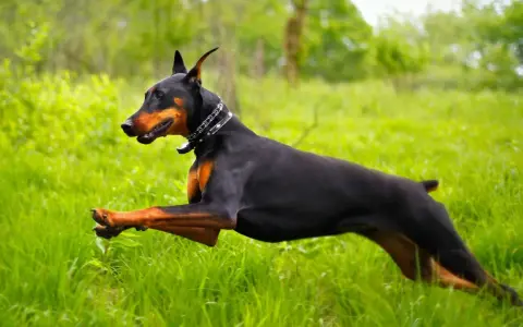 Un perro doberman negro y fuego corre velozmente por un campo de hierba alta y verde, con un collar plateado.