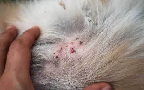 Piel irritada y enrojecida en un perro, mostrando los primeros signos de sarna en perros como empieza.