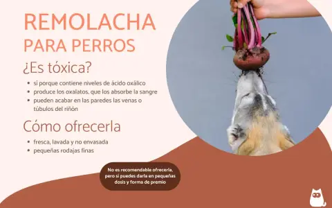 Un perro curioso intenta morder una remolacha fresca. Los perros pueden comer remolacha, pero con moderación.