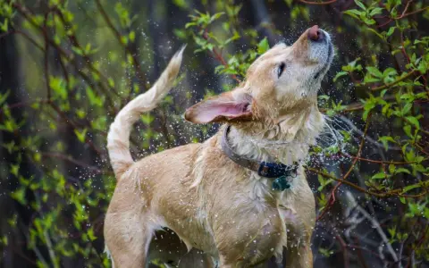 Un perro mojado se sacude vigorosamente, salpicando agua por todas partes. Es un momento divertido que explica porque se sacuden los perros.