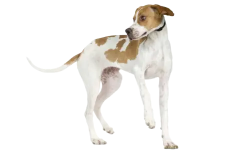 Un elegante pointer inglés, con manchas marrones sobre blanco, mira atentamente a un lado.