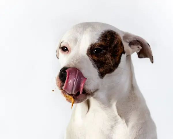 Perro blanco con manchas marrones, lamiéndose la boca con una sustancia pegajosa. ¿Por qué los perros se comen la caca? ¡Este perro parece tener una respuesta!
