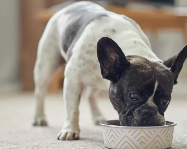 Un bulldog francés blanco y negro disfruta de su alimentación para perros en un cuenco decorado.