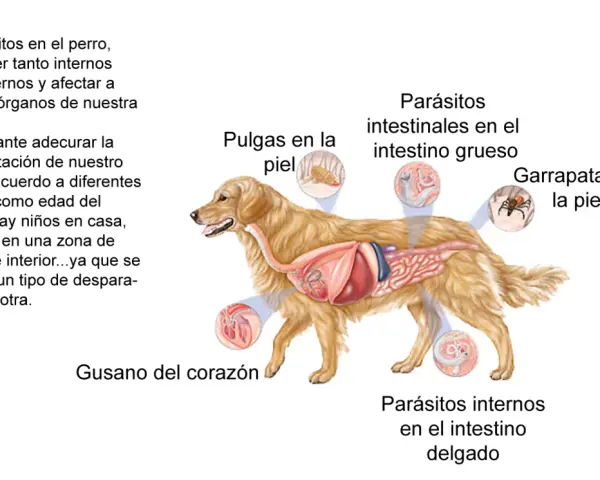 Ilustración de un perro con su sistema digestivo expuesto, mostrando parásitos internos y externos. Es crucial desparasitar cachorros y perros adultos.