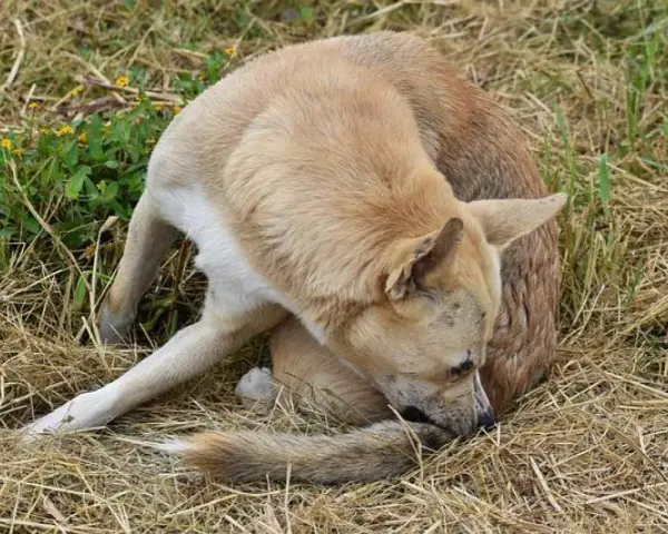 Perro de pelaje claro se rasca la cola, quizás por culpa de las pulgas en perros.