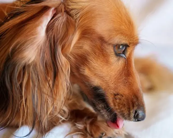 Perro de pelo largo y color canela, con una oreja caída y la lengua fuera. Parece un perro dominante, observando con atención.
