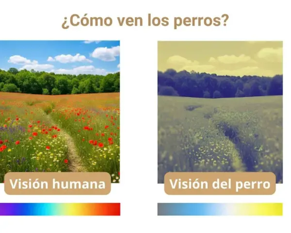 Comparación de la visión humana y canina: un campo de amapolas vibrante frente a una vista desaturada, mostrando cómo ven los perros.