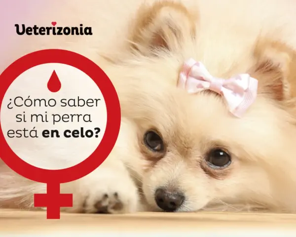 Un Pomerania con un lazo rosa en la cabeza. Un círculo rojo con un símbolo femenino y la pregunta "¿Cómo saber si mi perra está en celo?".